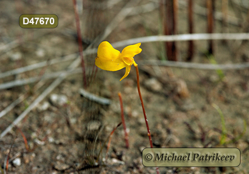 Horned Bladderwort (Utricularia cornuta)